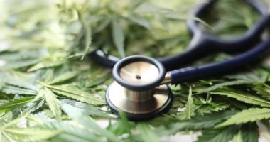 Steteskoplu yeşil kenevir sativa yaprakları. Tıbbi amaçlar için marihuananın yasallaştırılması