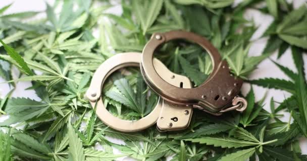 Handcuffs Green Leaves Medical Marijuana Closeup Marijuana Dealer Arrested — Vídeo de Stock