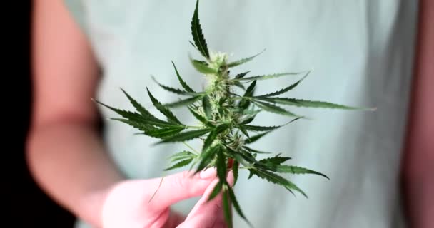 Farmer Hand Holds Marijuana Flower Home Greenhouse Marijuana Research Medical — Vídeo de stock