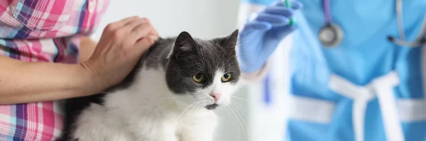 Veterinarian doctor vaccinating cat at vet clinic. Injections to animals concept