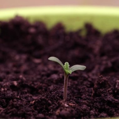 Growing plants and green sprouts in flower pot. Germinating newborn plants in ground