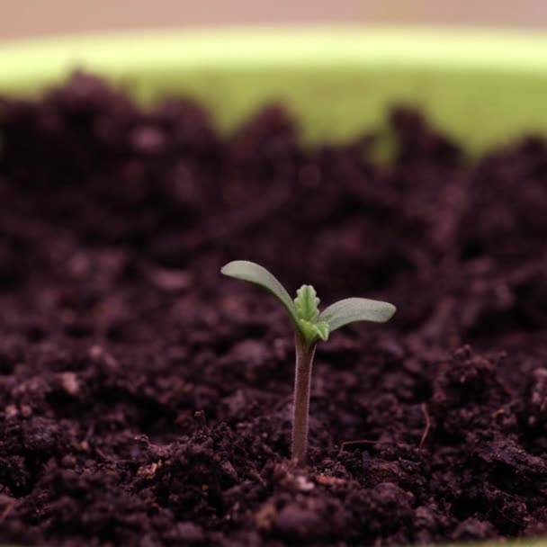 Growing Plants Green Sprouts Flower Pot Germinating Newborn Plants Ground — Video