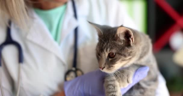 兽医在兽医诊所养了一只灰猫 宠物医学和医疗保健的概念 宠物医学和保健概念 — 图库视频影像