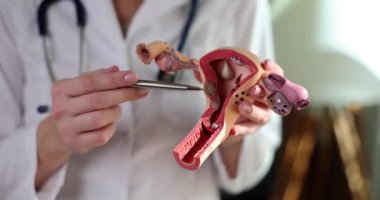 Jinekolog kadın üreme sisteminin modelini tutuyor. Tıp fakültesindeki kadınlara danışmanlık yapan doktor.