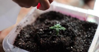 Person takes care of home sprout potted plant. Woman sprays with sprayer humidifies air around leaves in hot summer season