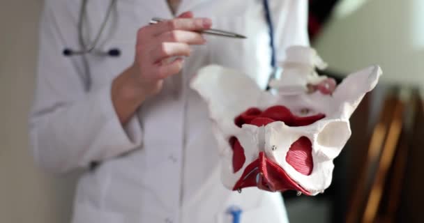 Gynecologist Doctor Shows Anatomy Female Pelvic Bone Strengthening Pelvic Floor — Stock videók