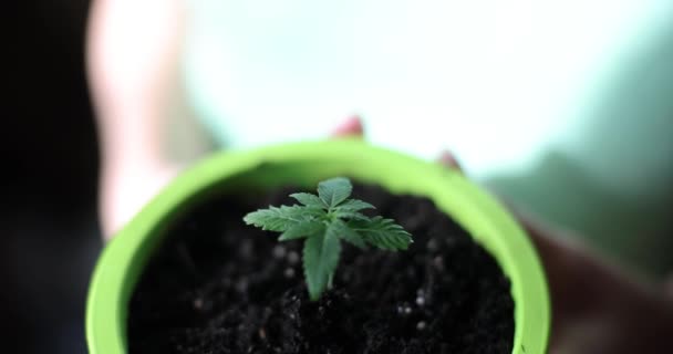 Närbild Ung Marijuana Cannabis Växt Kruka Med Jord Hem Plantering — Stockvideo