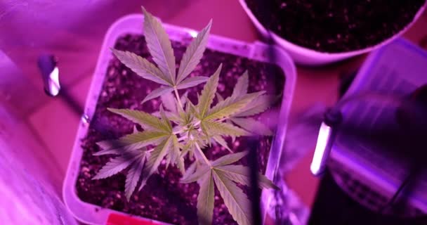 Cannabis Bush Grows Ultraviolet Light Laboratory Used Alternative Herbal Medicines — Vídeo de stock