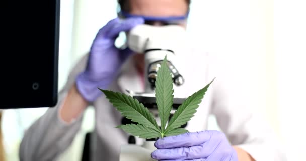 Doctor Holds Marijuana Cannabis Leaf Looks Microscope Laboratory Medical Scientist — Video