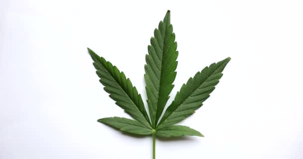 Green Leaves Cannabis White Background Growing Medical Marijuana Treating Depression — Vídeo de stock