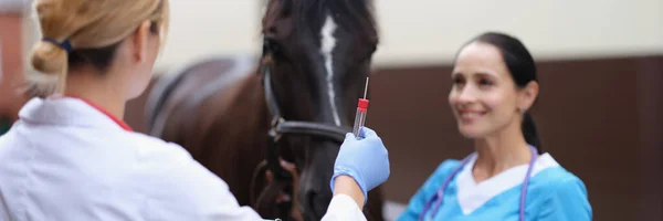 Two veterinarians are examining horse holding test tube for biological analysis. Horse DNA testing and blood test for doping concept