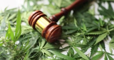 Judge gavel and green marijuana leaves. Illegal sale of cannabis and arrest concept