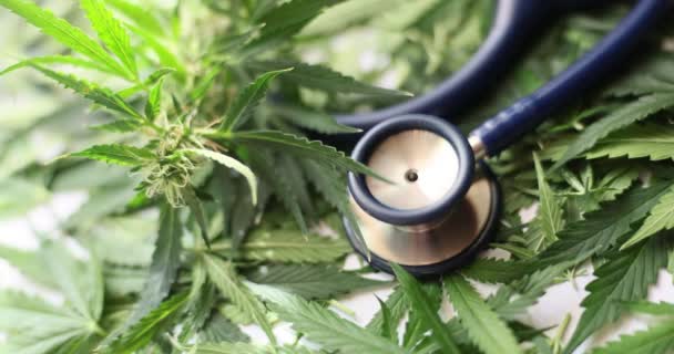 Flower Buds Medical Cannabis Marijuana Stethoscope Cannabis Plantation Concept Medicine — 图库视频影像