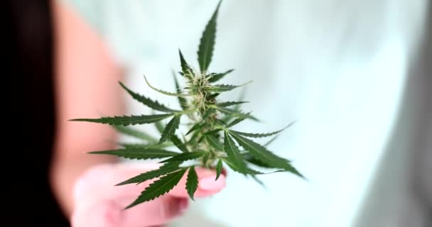 Mujer Sostiene Una Pequeña Planta Cannabis Con Fines Medicinales Cultivar — Vídeo de stock