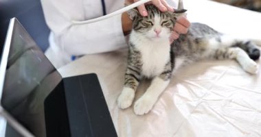 Veteriner evcil kedinin ultrason muayenesini yapıyor. Hayvanlarda iç organların ultrasonu