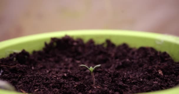 Green Sprout Grows Black Soil Pot Close Hyperlapse Concept Revival — ストック動画