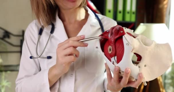Doctor Shows Anatomical Model Human Pelvis Close Slowmotion Muscles Female — Wideo stockowe