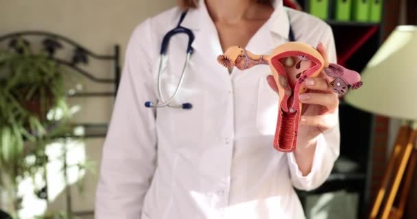 Dokter Toont Een Anatomisch Model Van Vrouwelijke Voortplantingsorganen Een Close — Stockvideo
