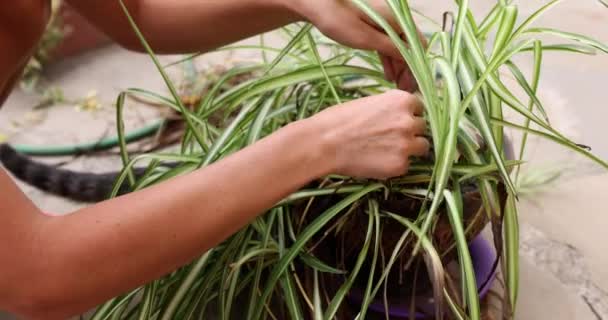 Female Hands Plucking Dry Leaves Plant Flower Pot Closeup Movie — Stockvideo