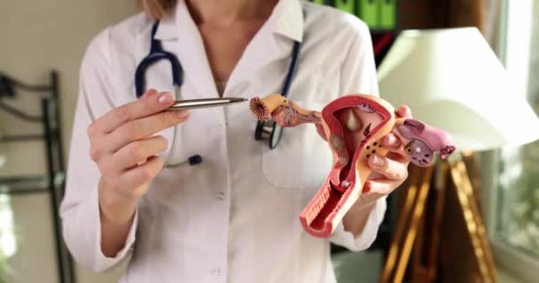Professor Showing Artificial Model Uterus Ovaries Medical University Closeup Movie — ストック動画
