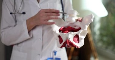Doctor gynecologist showing artificial model of female pelvis and perineum closeup 4k movie slow motion. Gynecological education strengthening muscles of perineum concept
