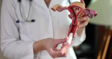 Doctor gynecologist inserting tampon into vagina on artificial model of uterus and ovaries closeup 4k movie slow motion. Hygiene products for menstruation concept