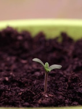 Growing green sprout in time lapse. Rapid growth of green plants concept