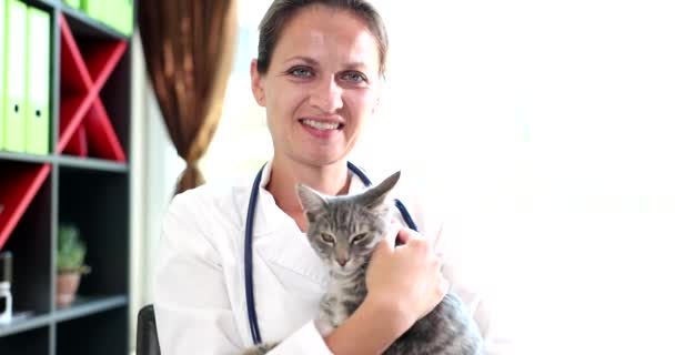 Veterinary Hands Hold Beautiful Gray Cat Veterinary Clinic Animal Health — Wideo stockowe