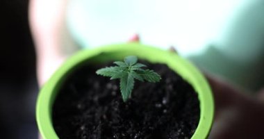 Female hands holding pot with small green plant. Care and home gardening