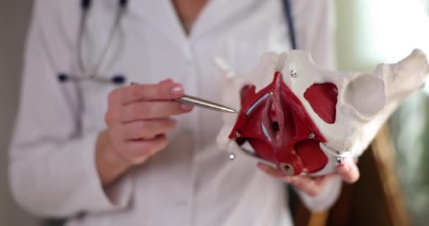 Lekarz Ginekolog Trzyma Model Anatomii Miednicy Uraz Biodra Leczenie — Wideo stockowe