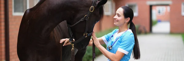 Smiling vet scanned young horse perfectly. Medical examination of horses