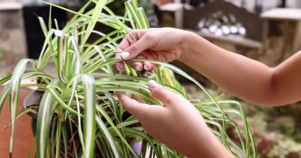 Woman Takes Care Chlorophytum Flower Flowerpot Home Flower Care Concept — Video