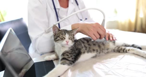Lekarz Weterynarii Przeprowadza Badania Ultrasonograficzne Ciężarnych Kotów Usługi Weterynaryjne Diagnostyka — Wideo stockowe
