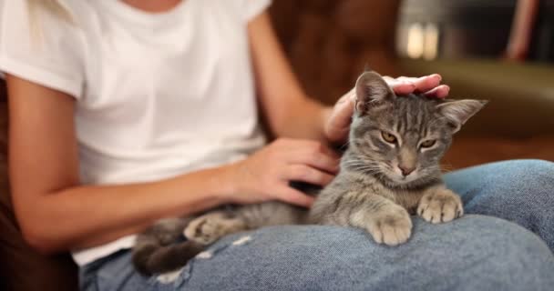 可爱的灰猫在沙发上的女人手中 女人爱抚可爱的宠物 — 图库视频影像