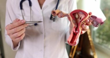 Kadın üreme sistemi anatomisi ve jinekolog hasta organların yapısını gösteriyor. Rahim anatomisi modeli kullanılarak klinikte doktor muayenesi