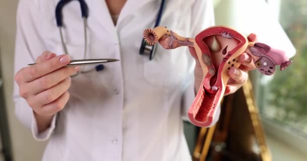 Anatomia Sistema Reprodutivo Feminino Ginecologista Mostra Estrutura Paciente Órgãos Consulta — Vídeo de Stock