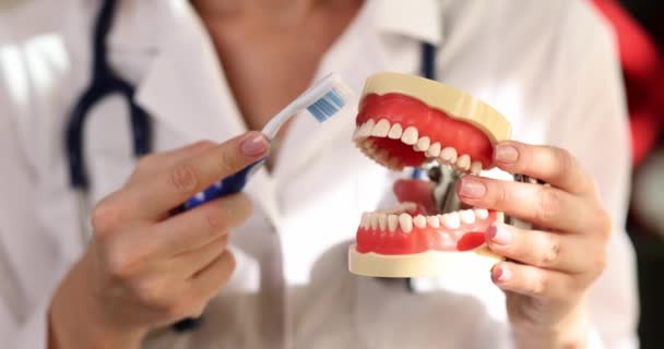 Οδοντίατρος Δείχνει Ψεύτικο Σαγόνι Βουρτσίσει Δόντια Υγιεινή Για Υγιές Και — Αρχείο Βίντεο