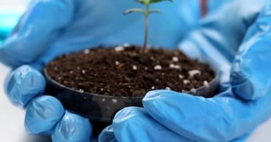 Scientist holds apetri dish with earth and green plant sprouts in hands in laboratory closeup. Cultivation of eco-products and organic products