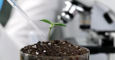 Kimya laboratuarındaki bilim adamı bitkilerle deney yapıyor. Laboratuvar asistanı mikroskop altında toprağa sıvı damlatıyor.