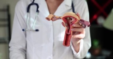 Jinekolog rahmin anatomisini tutuyor ve baş parmağını kaldırıyor. Doktor kadın kısırlığı için kaliteli tedavi öneriyor.