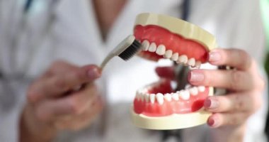 Dentist is holding jaw model and toothbrush. Oral care concept