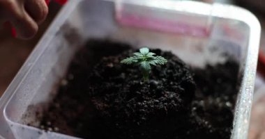 Küçük marihuana filizi ya da filiz sulayan biri. Evde marihuana yetiştiriyorum.