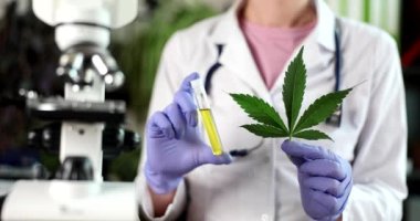 Esrar bilimcisi marihuana yaprakları ve CBD yağını kenevir araştırma laboratuvarında cam tüpte tutuyor. Alternatif tıp ve ticari bitkiler konsepti