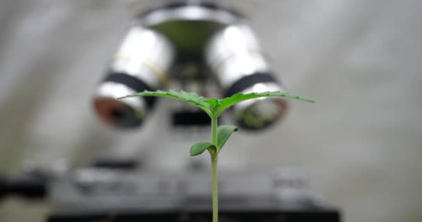 Growing Sprouted Green Sprouts Hyperlapse Lab Agronomist Develops New Varieties — Video