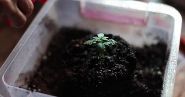 Person Watering Small Marijuana Sprout Sprout Growing Marijuana Home — Αρχείο Βίντεο