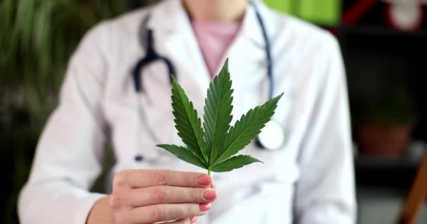 Doctor Científico Sosteniendo Hoja Planta Cannabis Sativa Para Uso Hierbas — Vídeo de stock