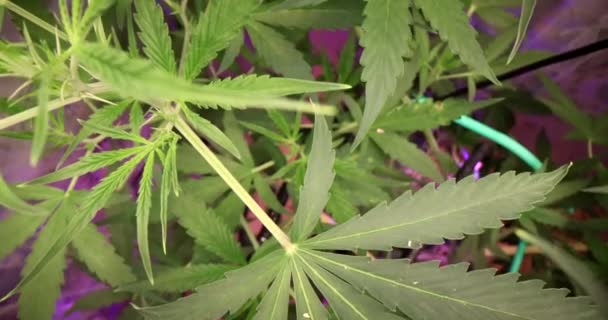 Marihuana Plante Biologisk Laboratorium Producerer Cannabis Grundlæggende Voksende Marihuana Medicinsk – Stock-video