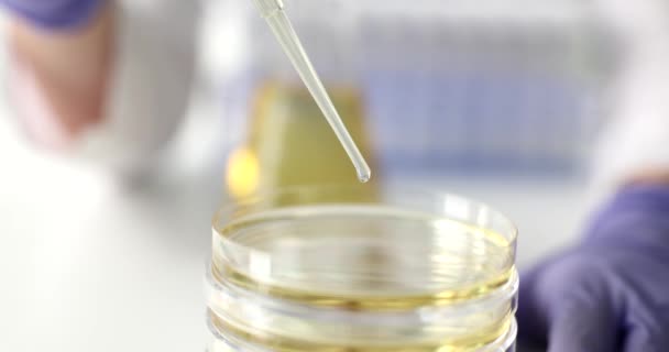 Scientist Drips Liquid Pipette Petri Flask Closeup Checking Quality Oil — Vídeos de Stock