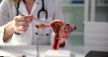 Gynecologist shows anatomical model of uterus and ovaries. Female reproductive system pregnancy and infertility