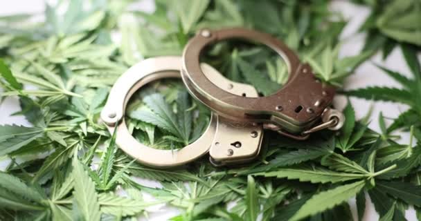 Handcuffs Lie Green Leaves Marijuana Closeup Legal Regime Cannabis — Vídeo de Stock